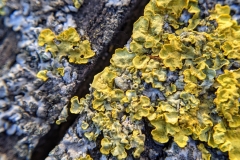 Lichen on rock